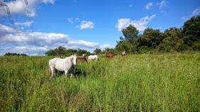 pension cheval sur Montarnaud proche de Montpellier