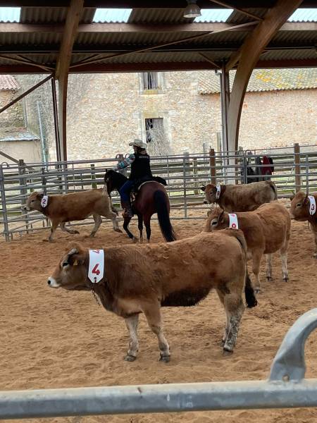 équitation western, tri de bétail à rando ranch