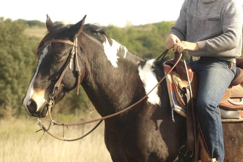 Balade à cheval de 2 heures dans la Garrigue près de Montpellier samedi 29 Novembre