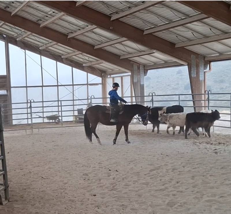 stage équitation western enfants