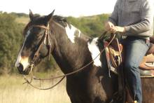 Notre zone d'activité pour ce service Pension équine avec abreuvoir et espace sécurisé pour le bien-être et la santé de votre cheval à tout moment.