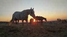 Notre zone d'activité pour ce service Balade en cheval avec expérience western pour evg evjf dans une ambiance conviviale et des paysages exceptionnels.